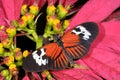 Piano key, heliconius melpomene