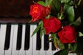 Piano Key and rose close up shot Royalty Free Stock Photo