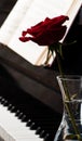 Piano keyboard and rose Royalty Free Stock Photo