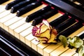 Piano keys with dry rose. The idea of the concept for love of music, for the composer, musical inspiration Royalty Free Stock Photo