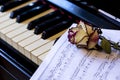 Piano keys with dry rose. The idea of the concept for love of music, for the composer, musical inspiration Royalty Free Stock Photo