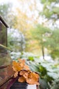 Piano keys with oak leaves on them. Music concept. Autumn Royalty Free Stock Photo