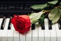 Piano keys and red rose Royalty Free Stock Photo