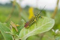 Pianted Grasshoper