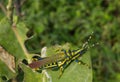 Pianted Grasshoper