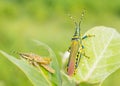 Pianted Grasshoper on a poisonous plant