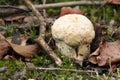 Piaskowiec modrzak, Gyroporus cyanescens, bluing bolete