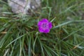 Piatra Craiului Pink (Dianthus callizonus) Royalty Free Stock Photo