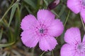 Piatra Craiului Pink Dianthus callizonus Royalty Free Stock Photo