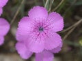 Piatra Craiului Pink Dianthus callizonus, very rare alpine flower