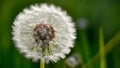 Pic Abstract dandelion flower background, extreme closeup with natural art Royalty Free Stock Photo