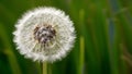 Pic Abstract dandelion flower background, extreme closeup with natural art Royalty Free Stock Photo