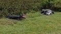 Two alligators on a grassy field Royalty Free Stock Photo