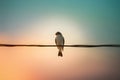 Pic Bird perches gracefully on wire against serene sky backdrop