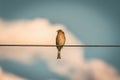 Pic Bird perches gracefully on wire against serene sky backdrop