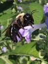 A pic of a bumblebee in the flowers in front yard Royalty Free Stock Photo