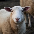 Pic Close up shot captures sheeps curious gaze in farm setting