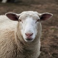 Pic Close up shot captures sheeps curious gaze in farm setting