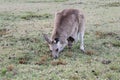 A Joey and his Mum Eating together at Coombabah