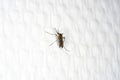 Mosquitoes from oviposition to death Royalty Free Stock Photo