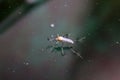 Mosquitoes from oviposition to death Royalty Free Stock Photo