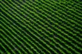 Pic Top view of green country field, agriculture concept