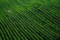 Pic Top view of green country field, agriculture concept