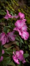 So beautiful pinky flowers in a forest Royalty Free Stock Photo