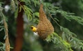 Bird on nest , birds photography