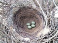 Pica pica. The nest of the Magpie Royalty Free Stock Photo