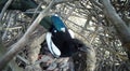 Pica pica. The nest of the Magpie Royalty Free Stock Photo