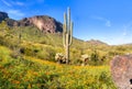 Picacho Peak State Park Royalty Free Stock Photo