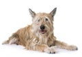 Picardy shepherd in studio Royalty Free Stock Photo