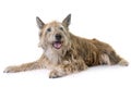 Picardy shepherd in studio Royalty Free Stock Photo