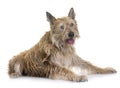 Picardy shepherd in studio Royalty Free Stock Photo