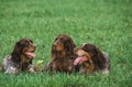 PICARDY SPANIEL, DOGS LAYING DOWN ON GRASS