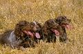 Picardy Spaniel Dogs laying on Wheat Field