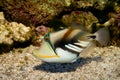 Picasso or Humu Humu Triggerfish Royalty Free Stock Photo