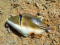 Picasso trigger fish from the red sea Royalty Free Stock Photo