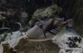 Picasso Trigger fish swimming