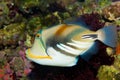 Picasso Triggerfish