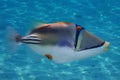 Picasso Triggerfish from Red Sea Royalty Free Stock Photo