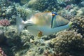 Picasso Triggerfish from red sea Royalty Free Stock Photo
