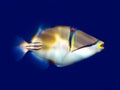 Picasso triggerfish Royalty Free Stock Photo