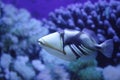 Picasso Triggerfish Royalty Free Stock Photo