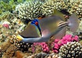 Picasso triggerfish. Fish - a type of bone fish Osteichthyes. Royalty Free Stock Photo
