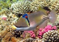 Picasso triggerfish. Fish - a type of bone fish Osteichthyes.