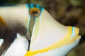 Picasso Triggerfish Portrait Royalty Free Stock Photo