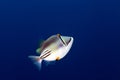 Picasso triggerfish in the Red sea. Royalty Free Stock Photo