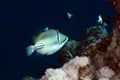 Picasso triggerfish in the Red sea. Royalty Free Stock Photo